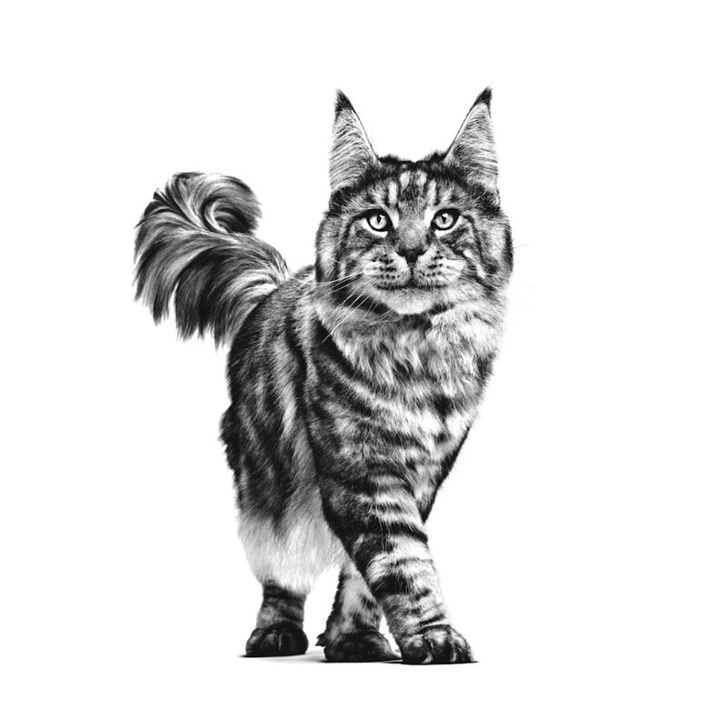 gato