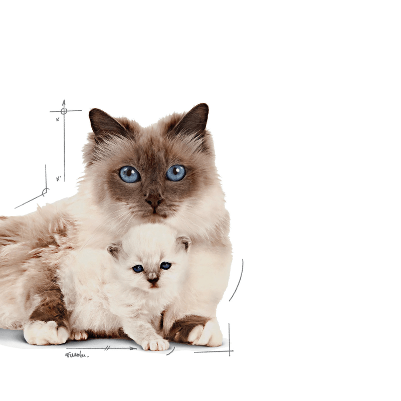 Alimento-humedo-en-lata-Mother-y-Baby-Cat-formulado-especificamente-para-gatos-en-etapa-de-gestacion-o-lactancia-y-gatitos