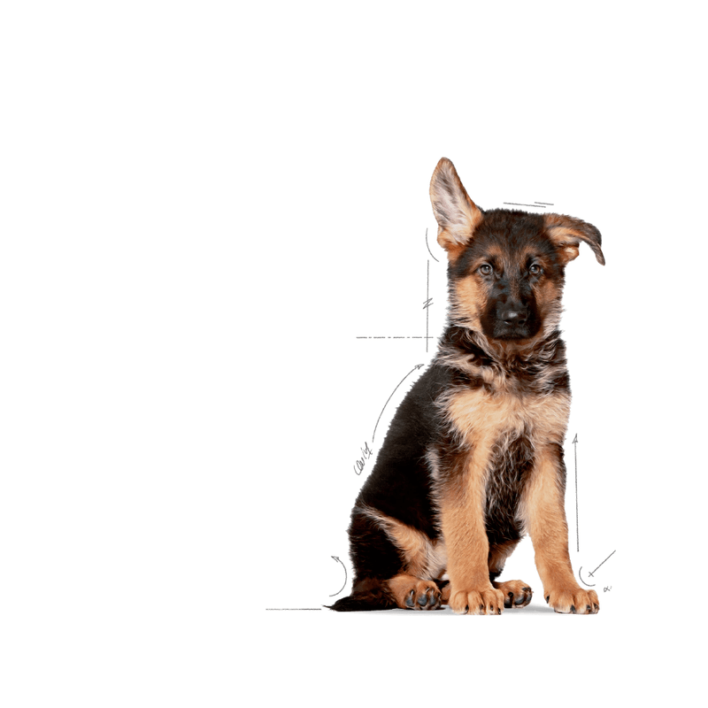cachorro