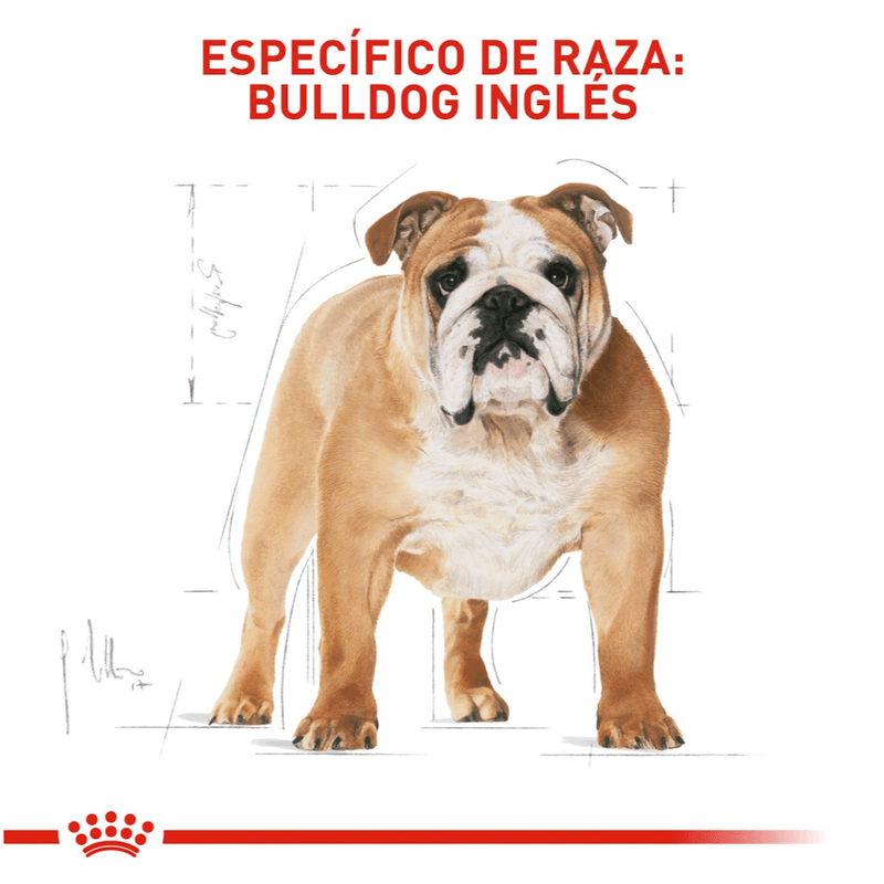 Alimento Para Perro Royal Canin Breed Health Nutrition Bulldog Adulto-1753802953593