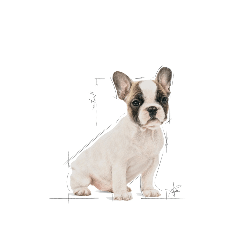 Alimento-formulado-para-cachorros-de-Bulldog-Frances