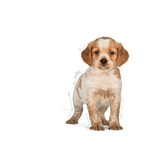 Alimento Para Perro Royal Canin Size Health Nutrition Medium Puppy-1754068730797