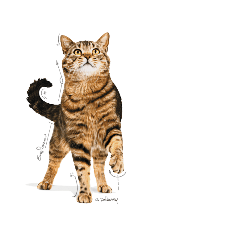 gato