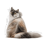 gato