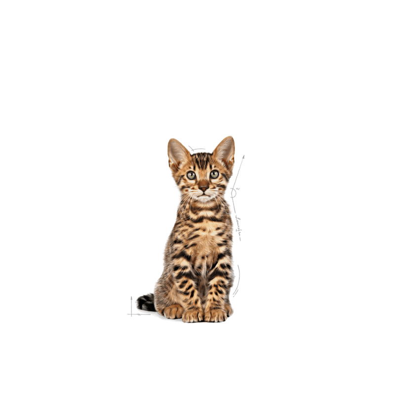 Alimento Para Gatitos Royal Canin Feline FHN Kitten Sterilised-1755276005836