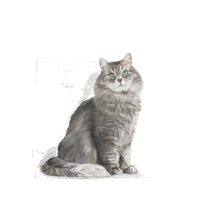 Alimento Para Gatos Adultos Royal Canin Fhn Sensible-1755288827089