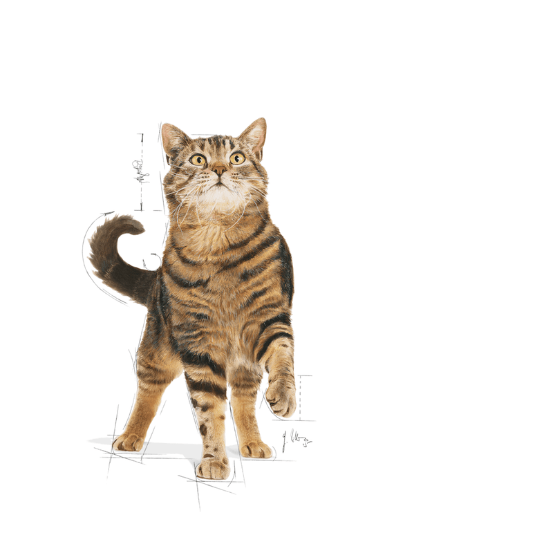 gato