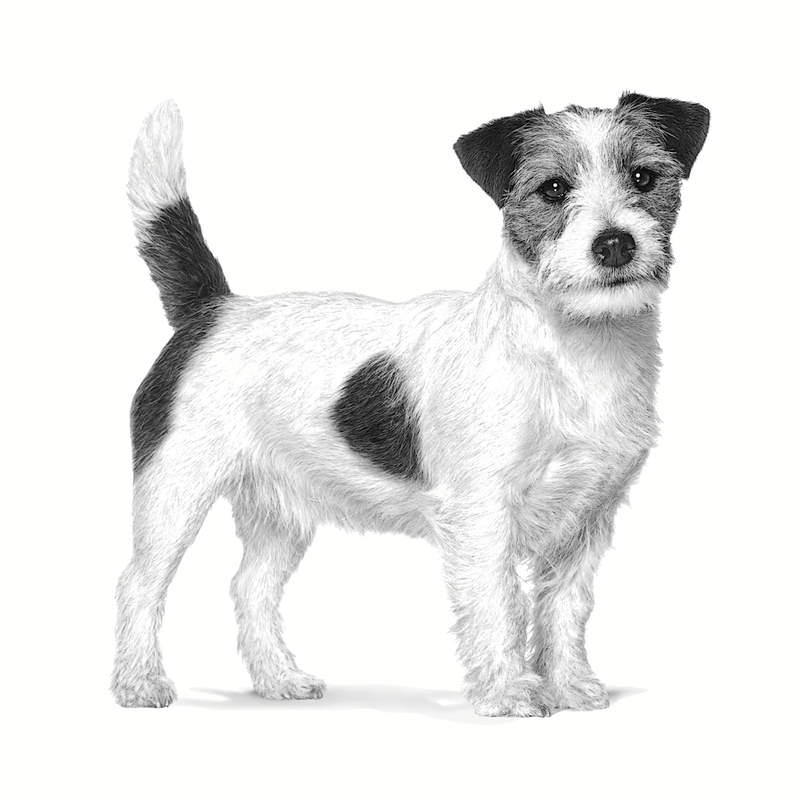perro