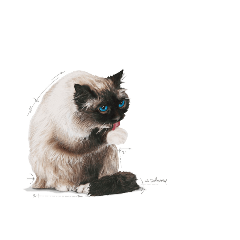gato
