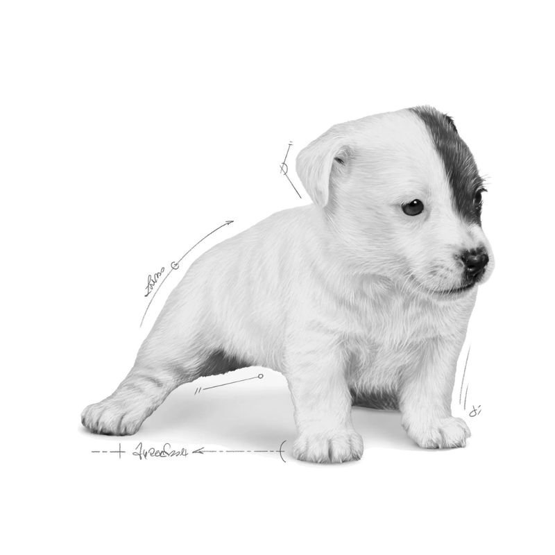 cachorro