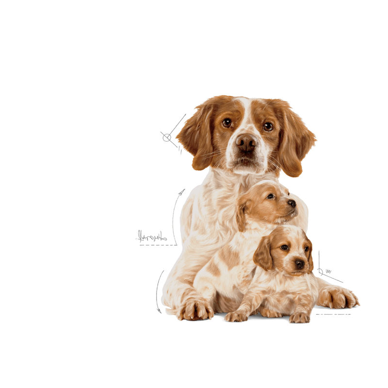 cachorro